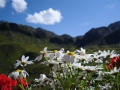 small-007_flowers_at_kemptner_hut