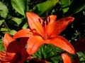 DSCF0340