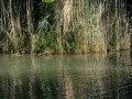 DSCF0398.jpg