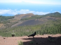 small.IMG_3953.JPG