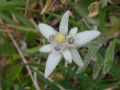 Edelweiss