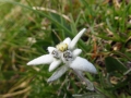 Edelweiss