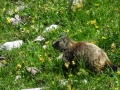 Marmot