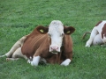 cow on the way to Oeschinensee