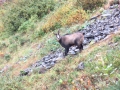 chamois watching me